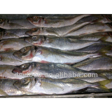 fuzhou dingshengyuan trade co.,ltd frozen Horse Mackerel Fish